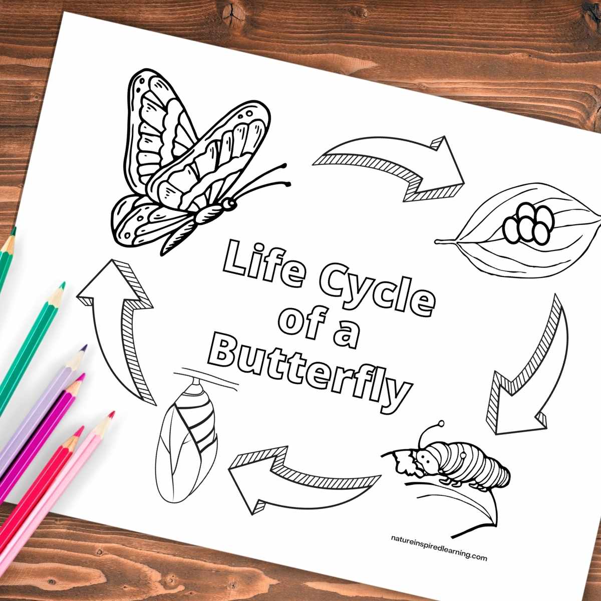 Life cycle of a butterfly coloring pages