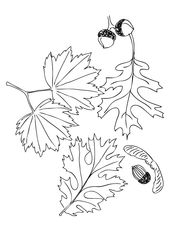 Thanksgiving and fall coloring pages