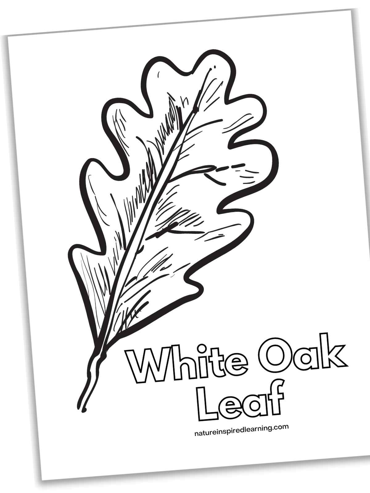 Fall leaf coloring pages perfect for autumn