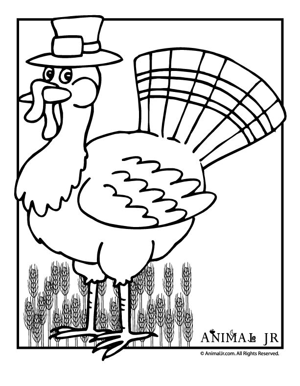 Festive thanksgiving coloring pages turkey with wheat