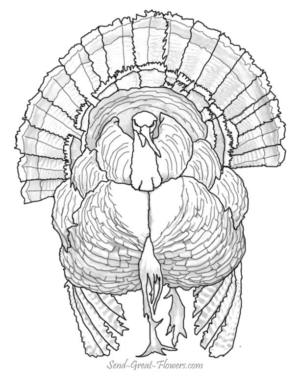 Thanksgiving coloring pages with full color guides