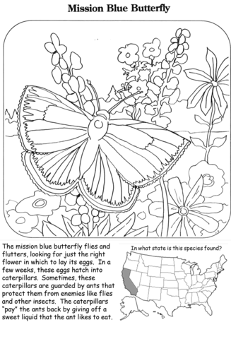 Mission blue butterfly coloring page free printable coloring pages