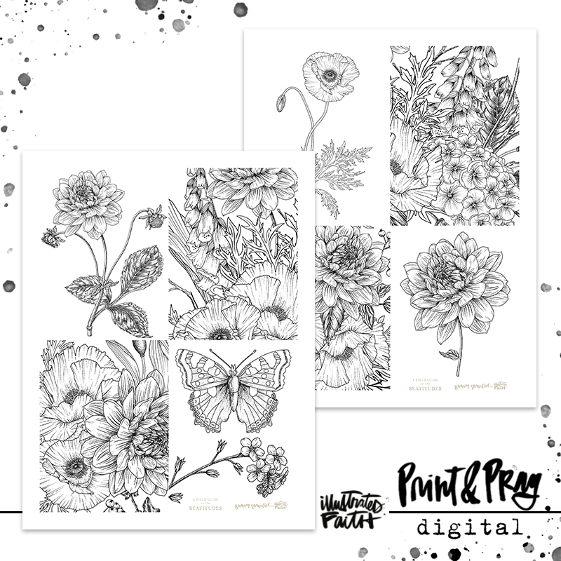 A field guide to the beatitudes coloring cards