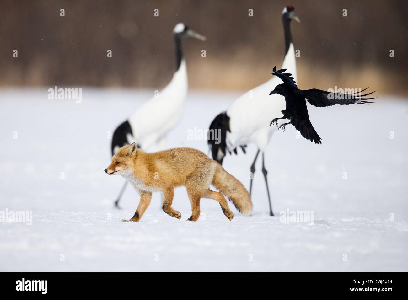 Fox and crane hi