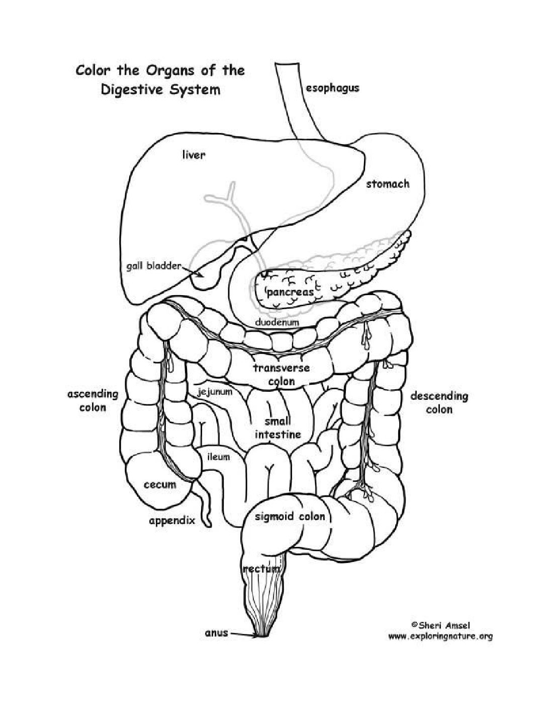 Digestive system coloring pagedocx