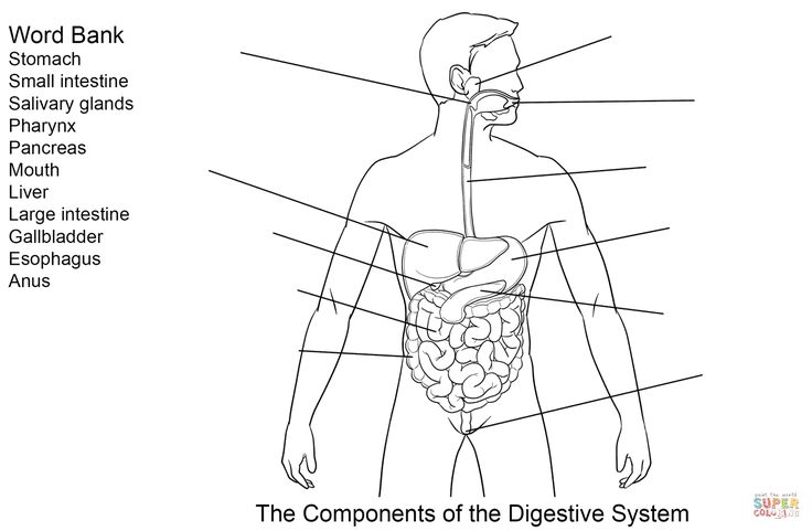 Ponents of digestive system worksheet coloring page free printable coloring pages digestive system worksheet creation coloring pages digestive system