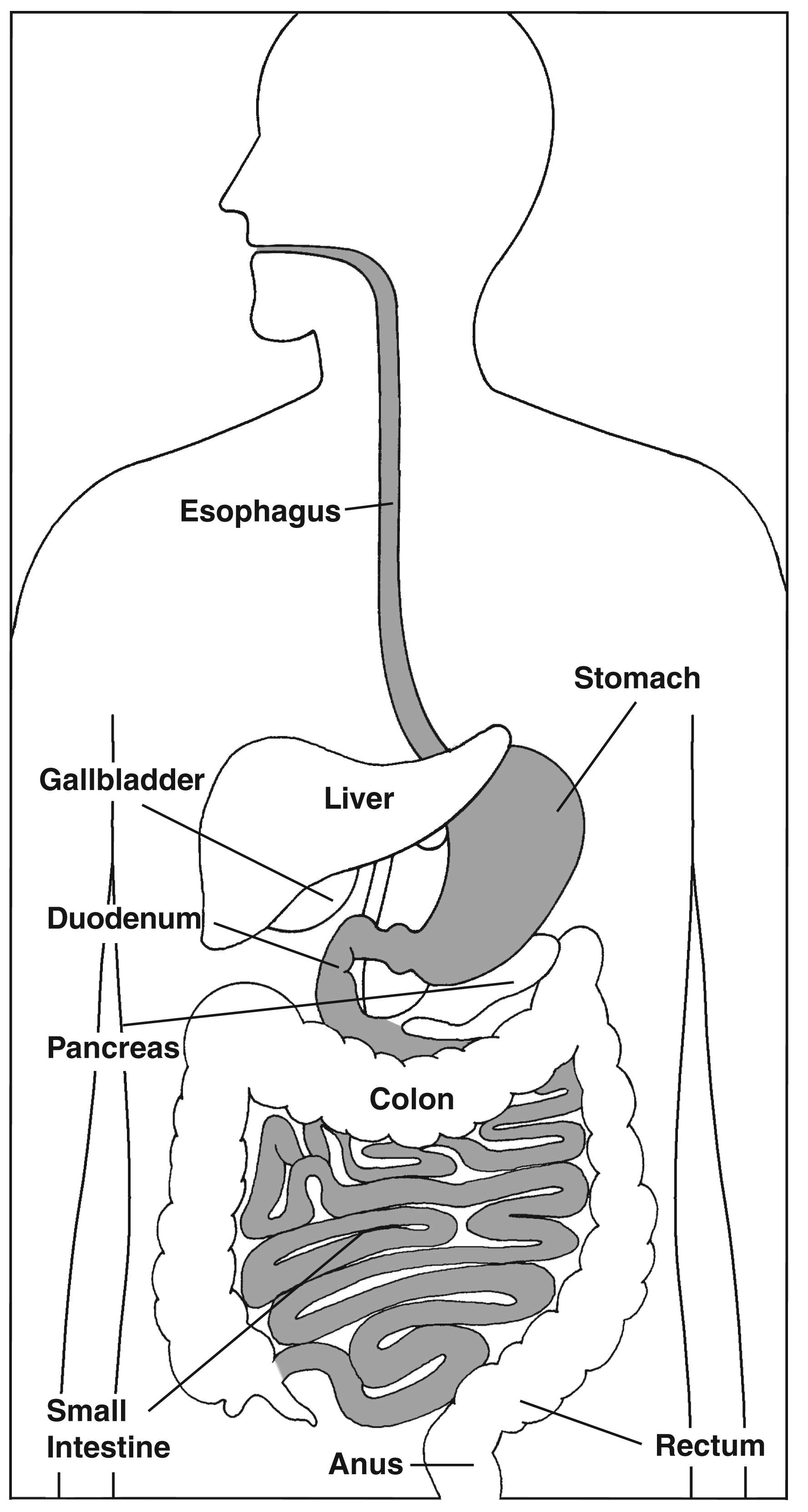 The digestive system focusing on the esophagus stomach duodenum and small intestine