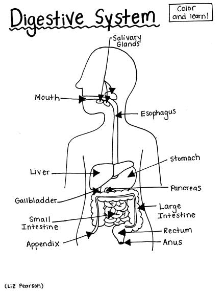 Digestive system