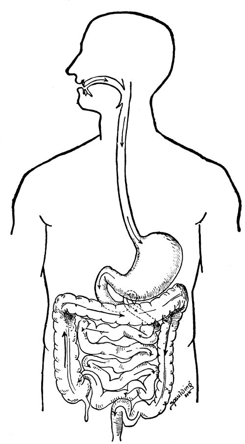 Human body coloring pages organs preschool crafts sketch coloring page human body systems anatomy coloring book body systems