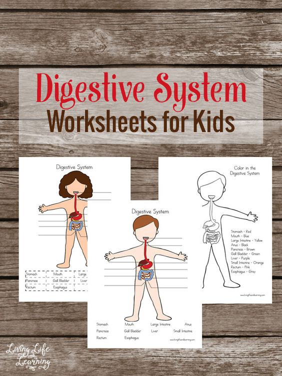 Free human body digestion pack