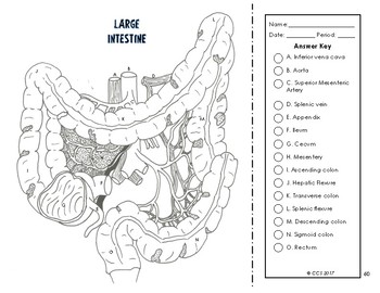 Digestive excretory system coloring by the science connection tpt