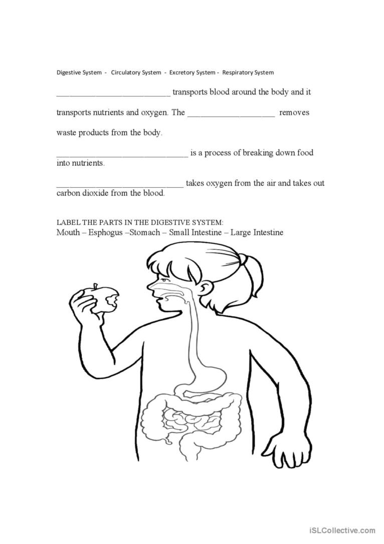 Body systems glish esl worksheets pdf doc