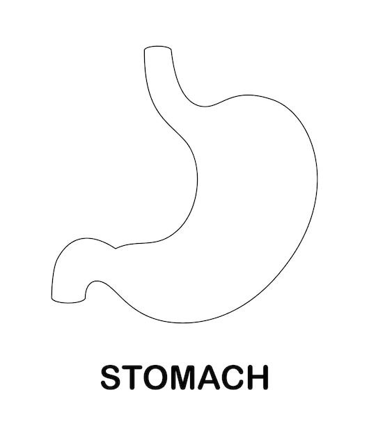 Premium vector coloring page with stomach for kids