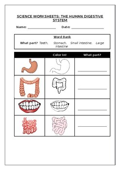 Science worksheets parts of the human digestive system made by teachers