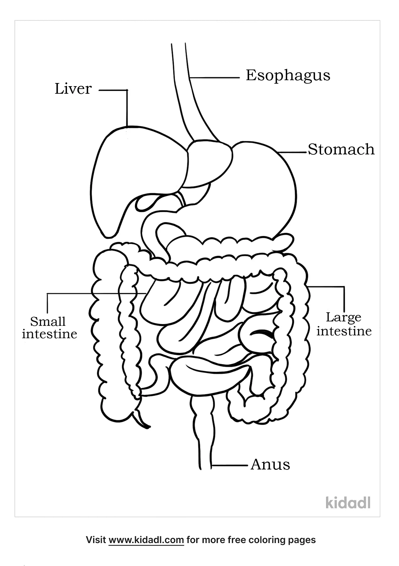 Free digestive system coloring page coloring page printables