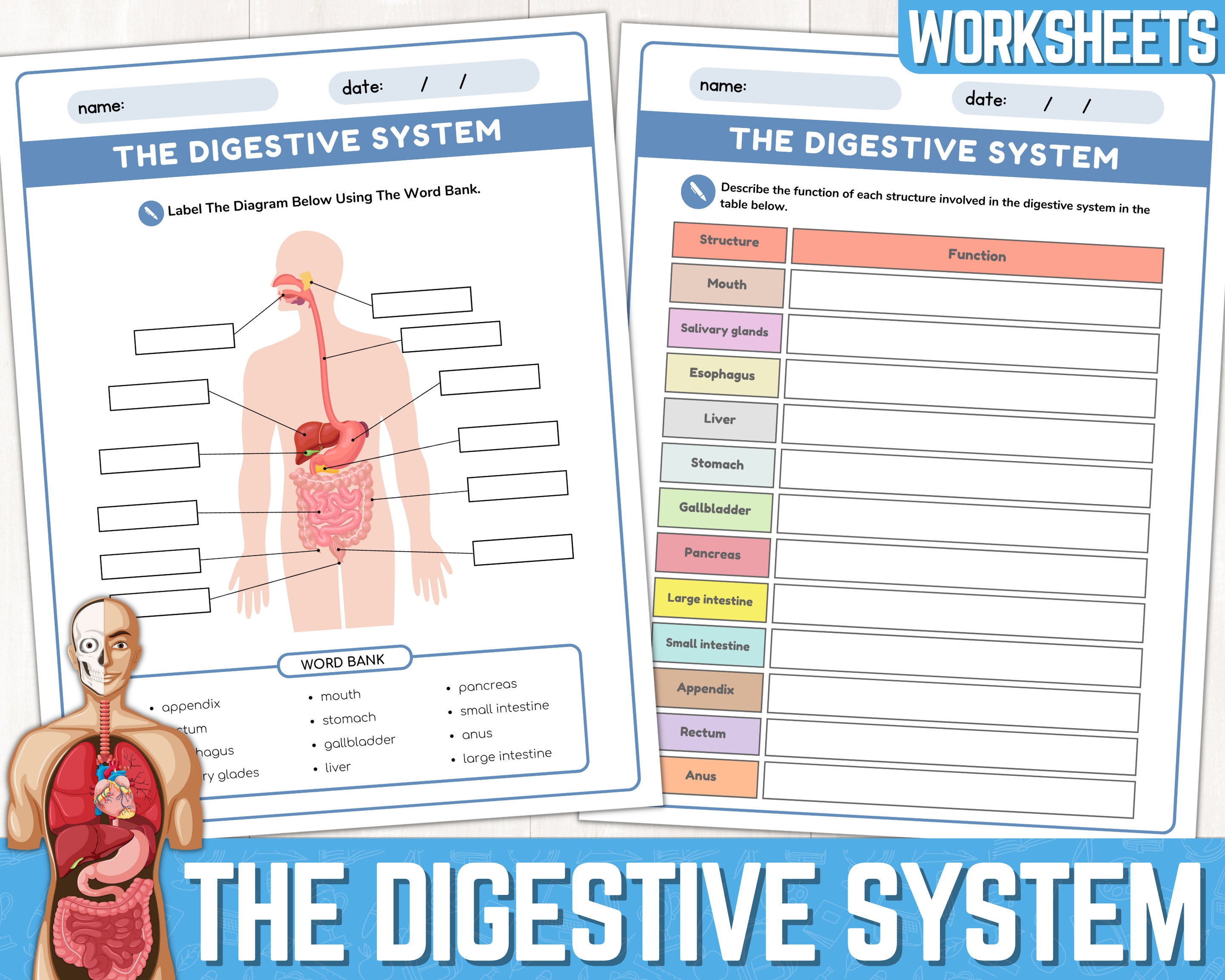 Digestive system worksheets parts of the digestive system digestive system labeling worksheet anatomy of the digestive system printable