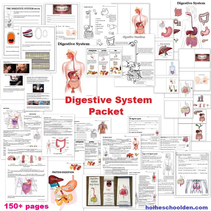 Digestive system worksheets