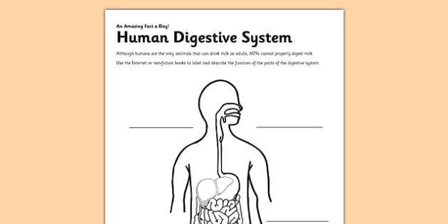 Label the digestive system worksheet teacher made