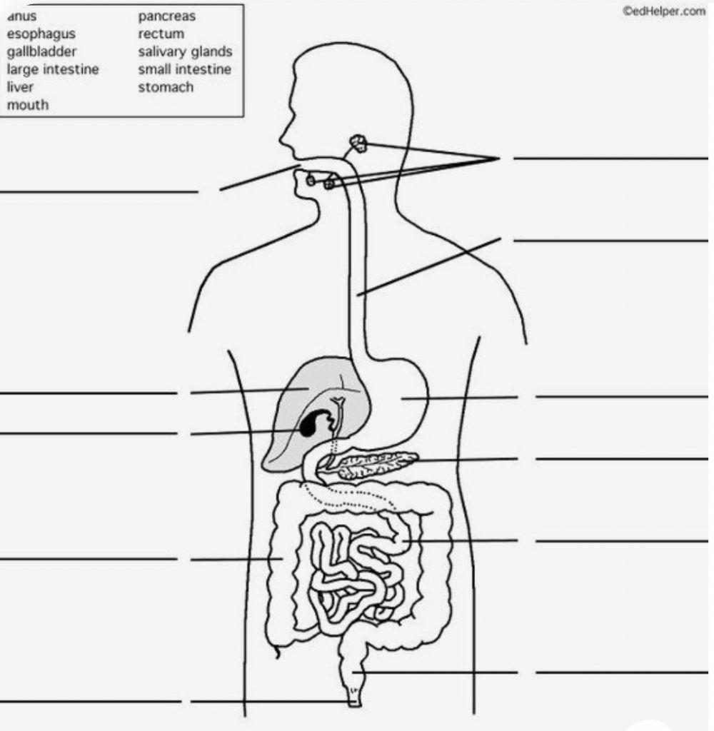 Digestive system online pdf exercise live worksheets