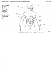 Digestive system worksheet study resources