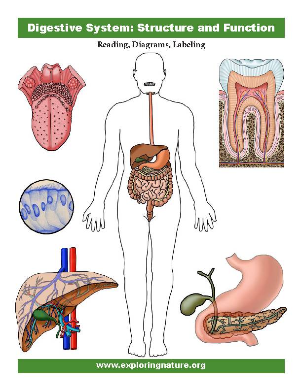 Digestive system unit