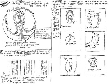 Digestive system coloring sheet by scientifically speaking is my favorite