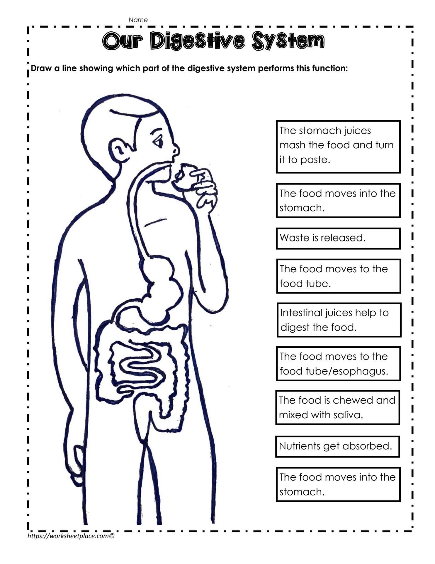 Digestive