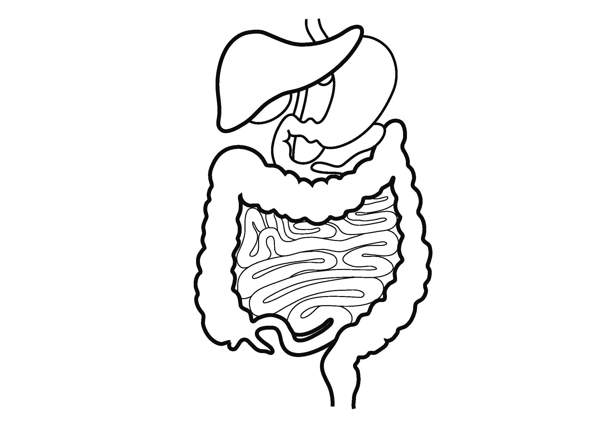 Free coloring pages of digestive system download free coloring pages of digestive system png images free cliparts on clipart library