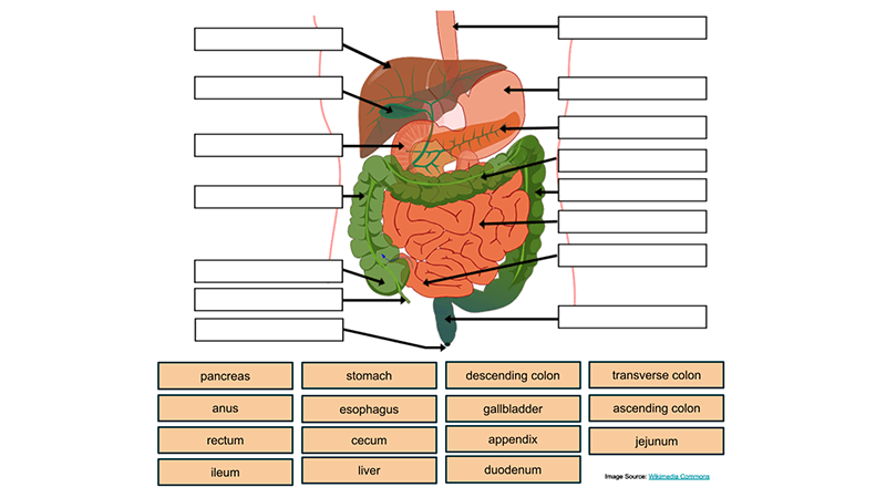 Model the digestive system with coloring