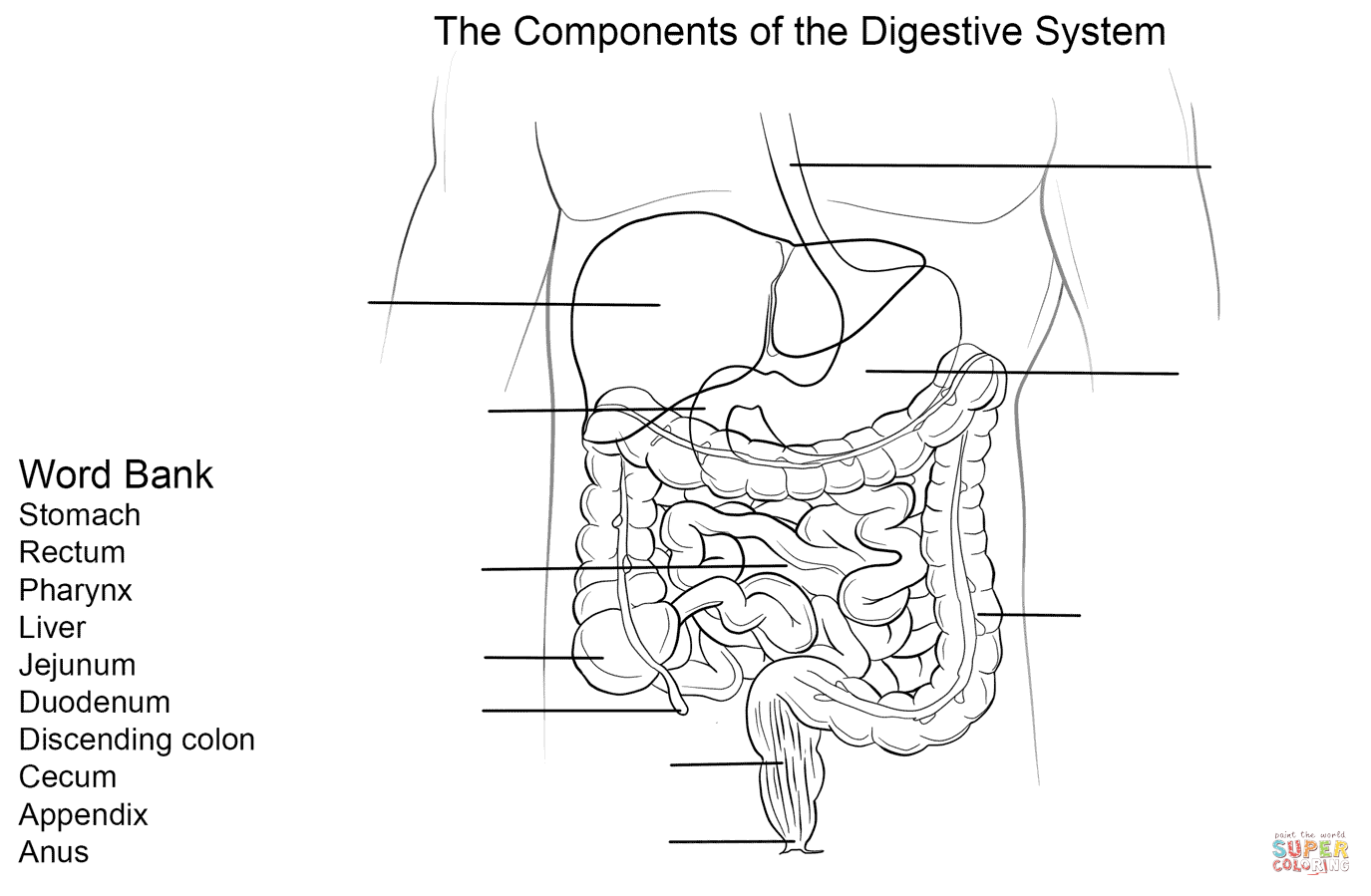 Digestive system worksheet coloring page free printable coloring pages