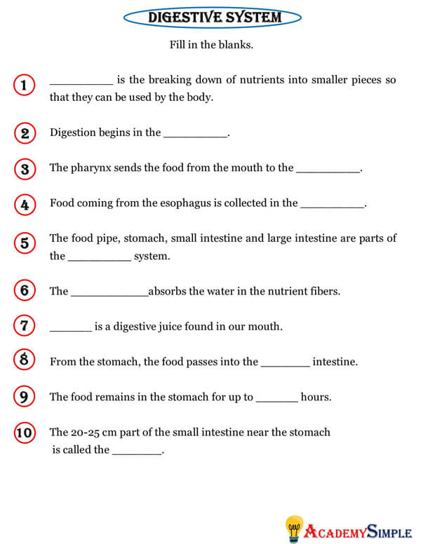 Human organs digestive system organs worksheet