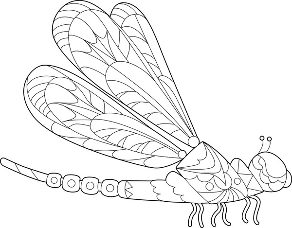 Dragonfly coloring book royalty