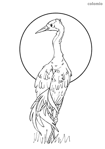 Birds coloring pages free printable bird coloring sheets