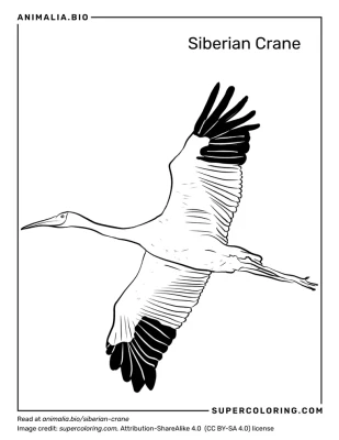 Siberian crane