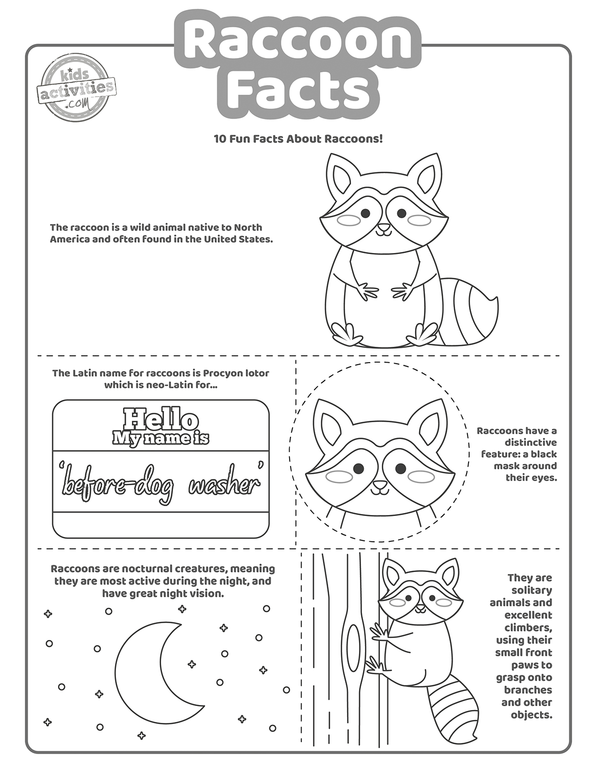 Cute adorable raccoon facts kids activities blog