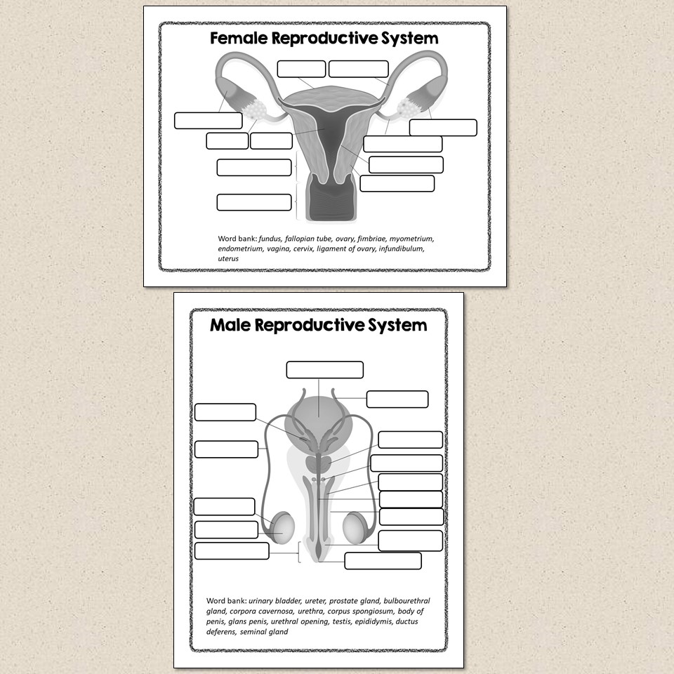 Human body systems diagrams