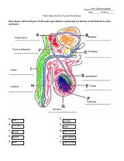 Male reproductive system worksheetpdf