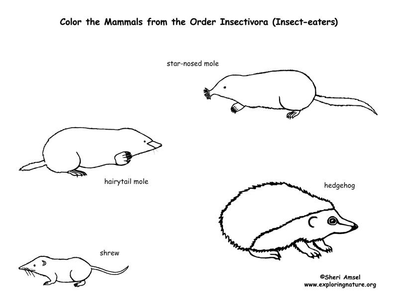 Moles shrews hedgehogs order insectivores coloring page