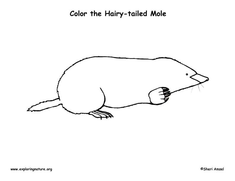 Mole hairy