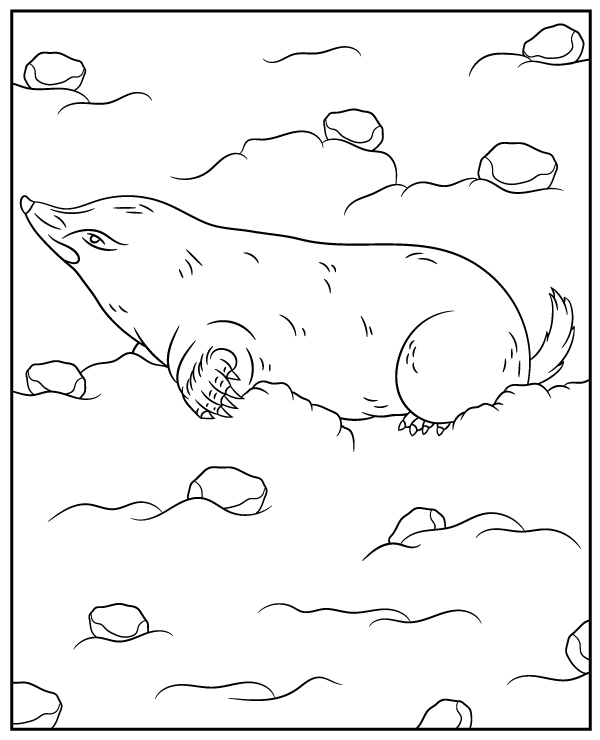 Real mole coloring page to print