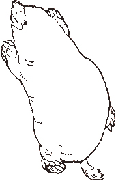 The mole coloring page