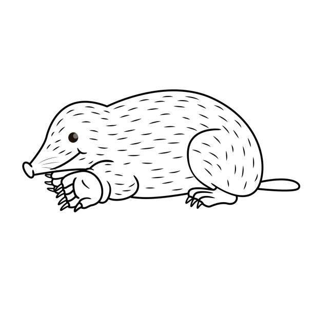 Vector illustration of mole isolated on white background for kids coloring book stock illustration