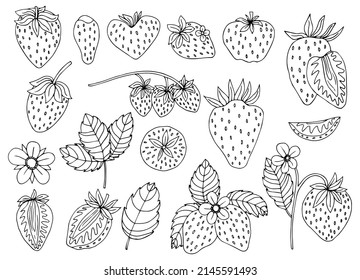 Strawberry coloring page images stock photos d objects vectors