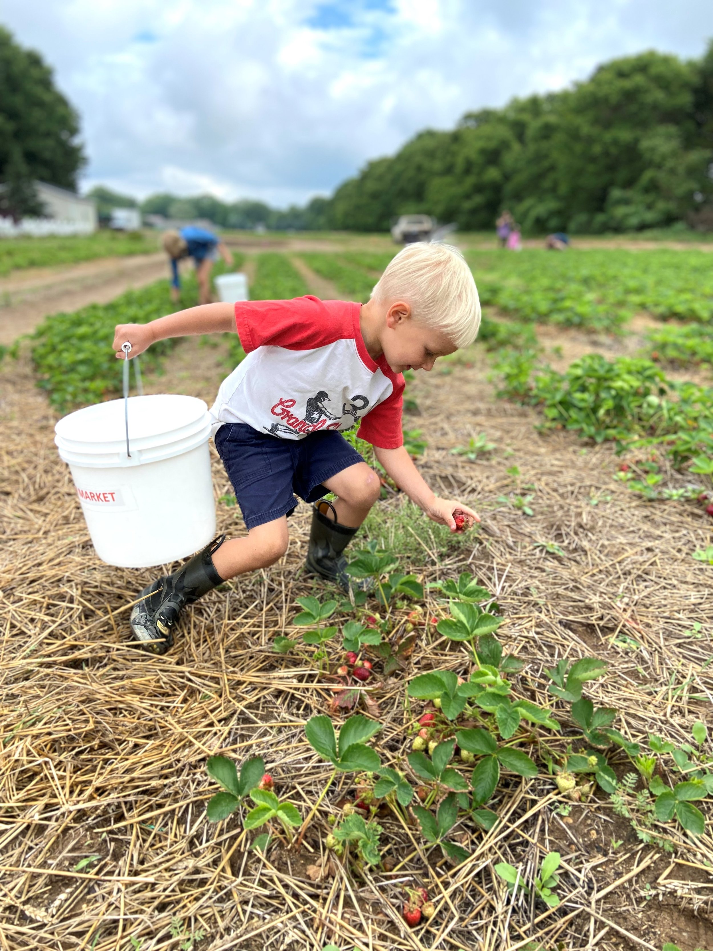 Strawberry activity ideas for the the little mouse the red ripe strawberry and the big hungry bear â discovering anew