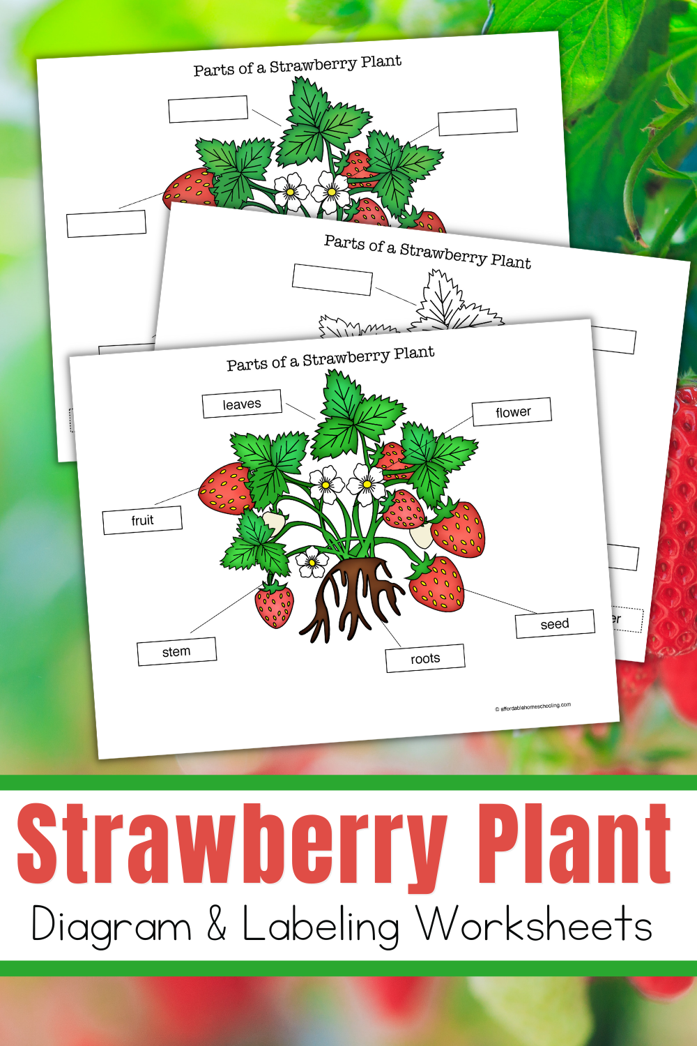 Free printable strawberry plant diagram worksheets