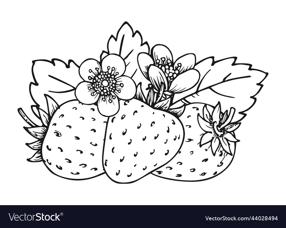 Strawberry coloring book whole ripe sweet fruit vector image