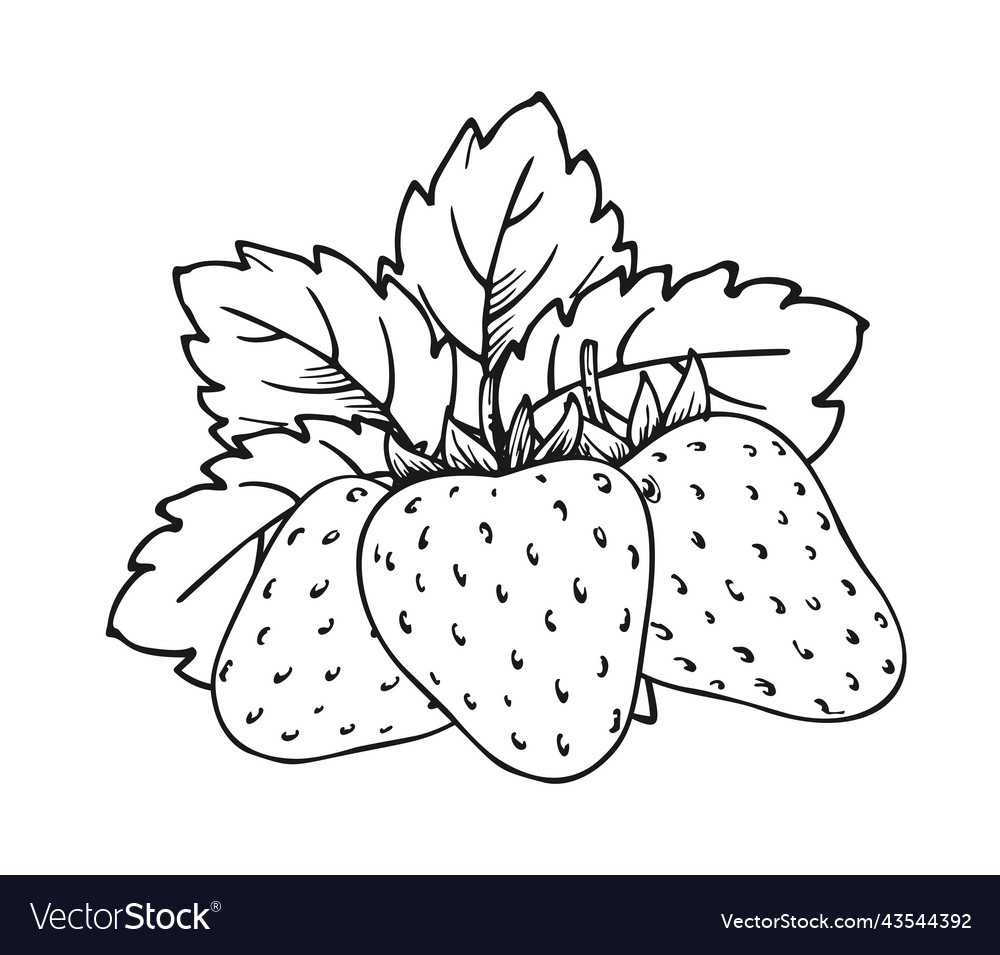 Strawberry coloring book whole ripe sweet fruit vector image