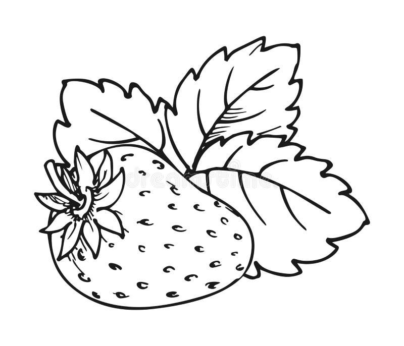 Strawberry coloring book whole ripe sweet fruit stock vector