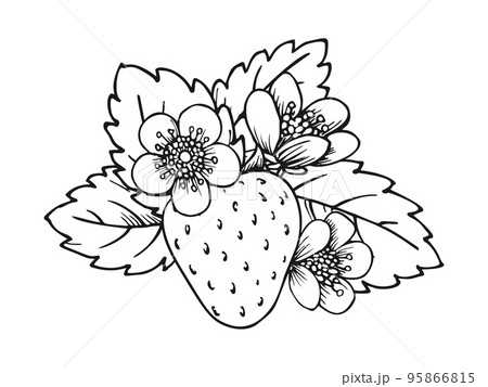 Whole ripe strawberry coloring book page