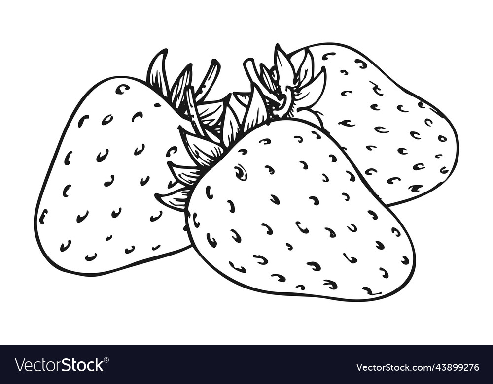 Strawberry coloring book whole ripe sweet fruit vector image